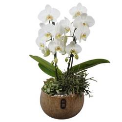 Phal.Arr PTIB5344 T23 H055