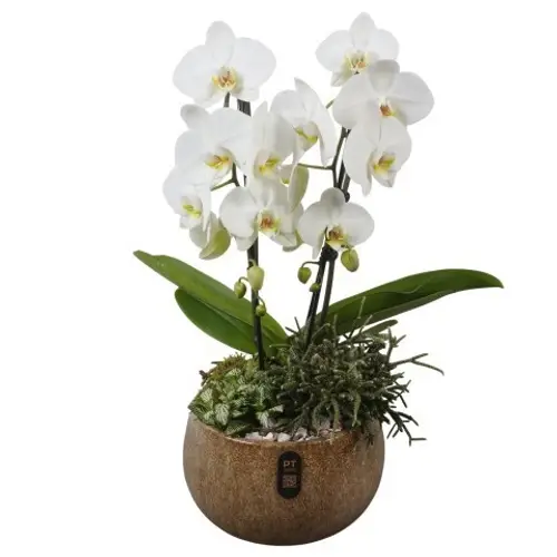 Phal.Arr PTIB5344 T23 H055