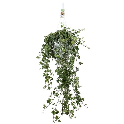 Efeu Ampel Eva T24 H50