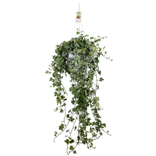 Efeu Ampel Eva T24 H50