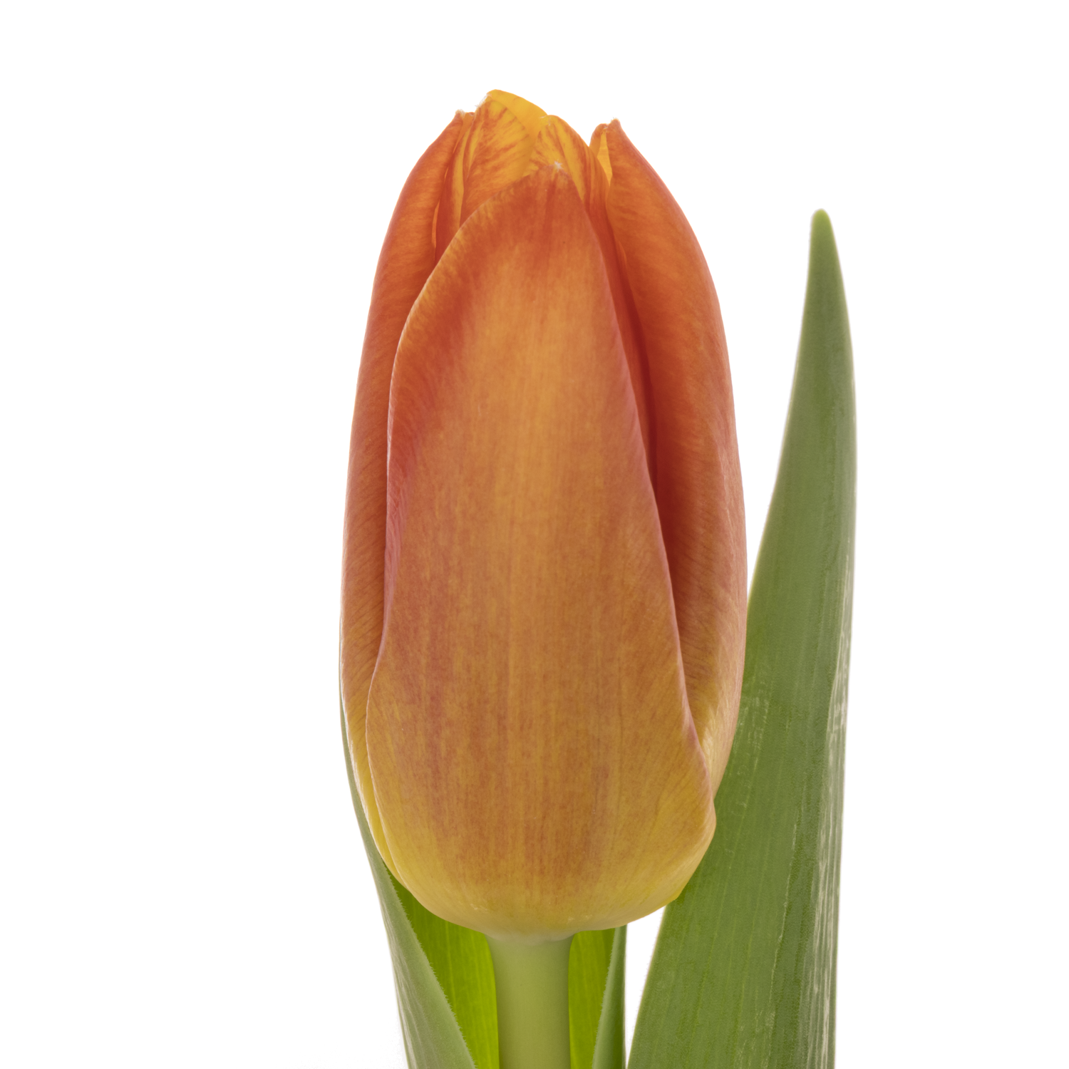 Tulpe orange Fame 26 Gramm