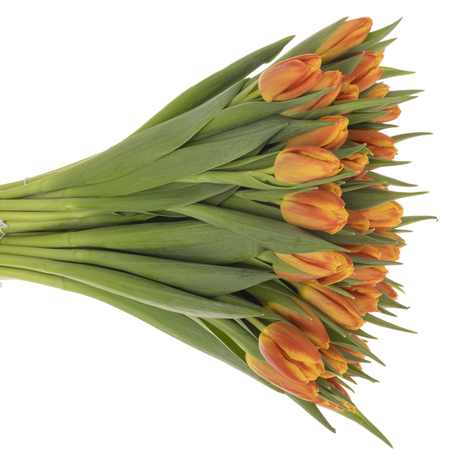 Tulpe orange Fame 26 Gramm