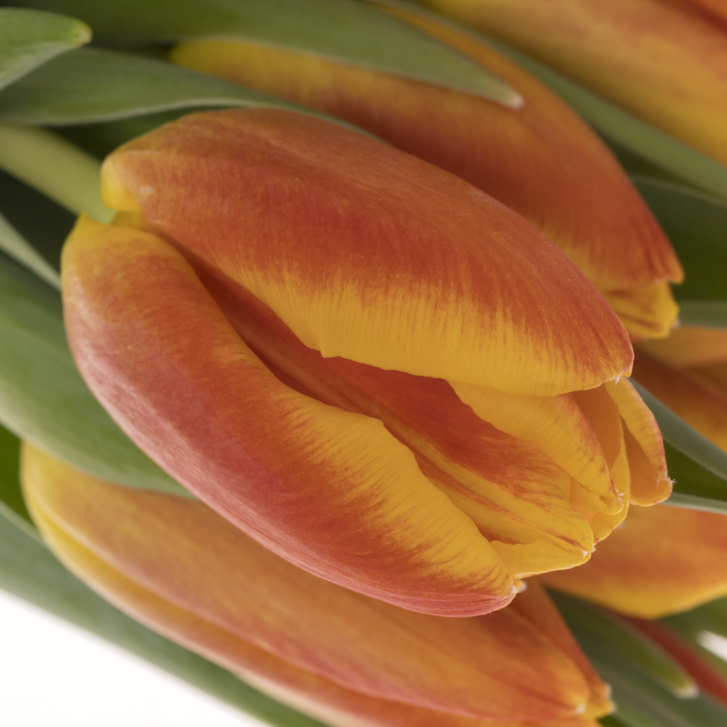 Tulpe orange Fame 26 Gramm