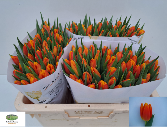 Tulpe orange Fame 26 Gramm