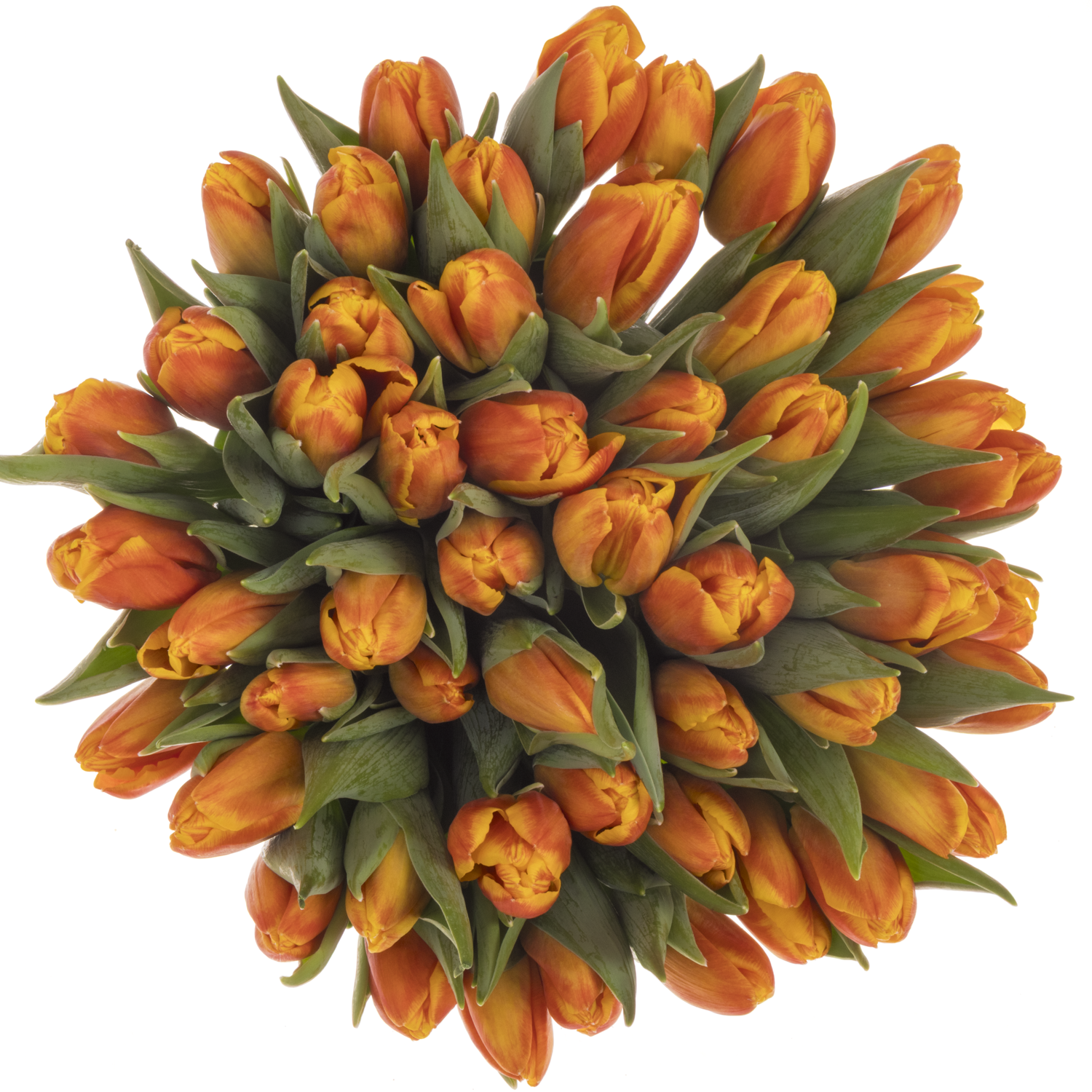Tulpe orange Fame 26 Gramm