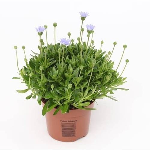 Felicia Felicitara Blue T10,5 H25