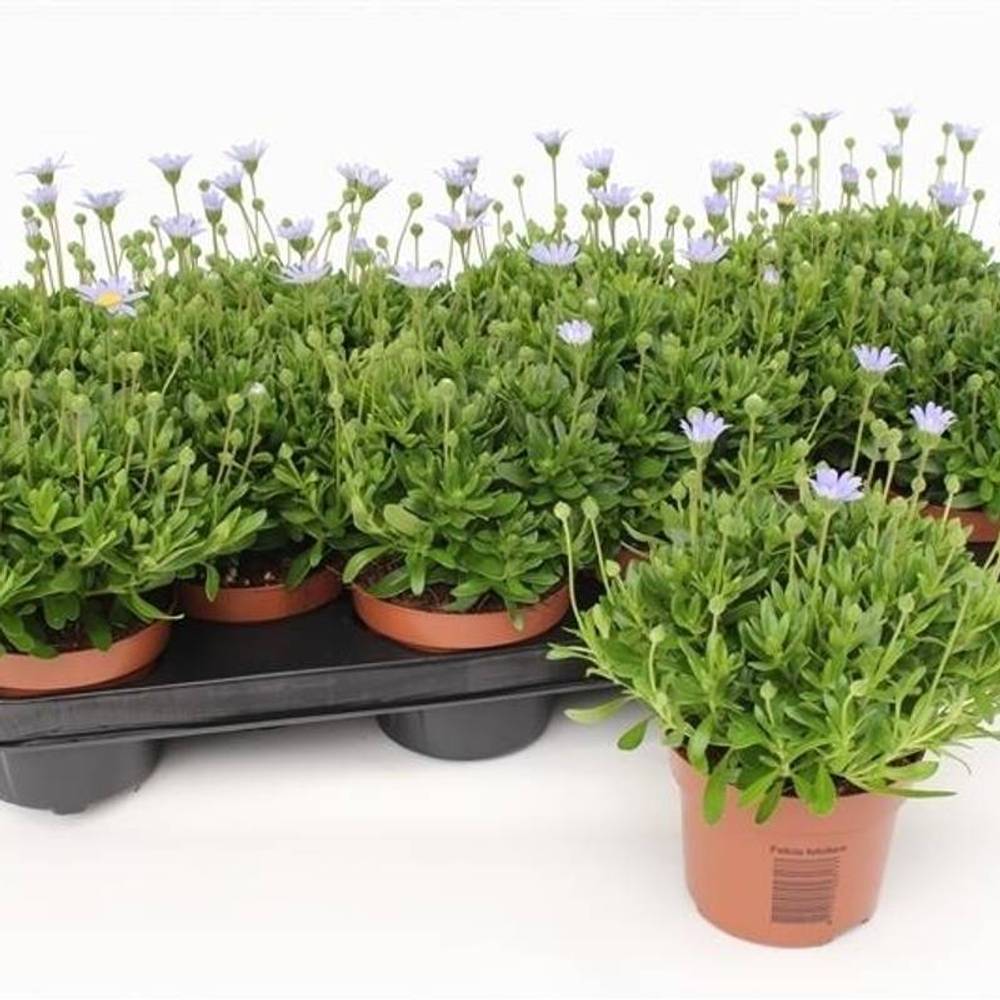 Felicia Felicitara Blue T10,5 H25
