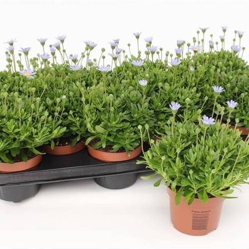 Felicia Felicitara Blue T10,5 H25