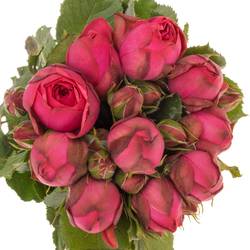 Rose Freiland dunkel rosa Pink Piano 3+Blüte 35cm