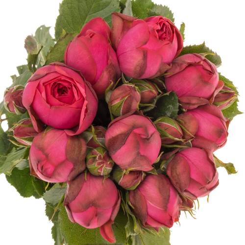 Rose Freiland dunkel rosa Pink Piano 3+Blüte 35cm