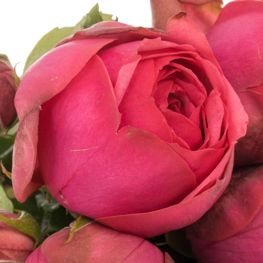 Rose Freiland dunkel rosa Pink Piano 3+Blüte 35cm