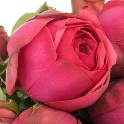 Rose Freiland dunkel rosa Pink Piano 3+Blüte 35cm