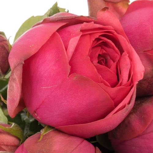 Rose Freiland dunkel rosa Pink Piano 3+Blüte 35cm