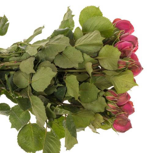 Rose Freiland dunkel rosa Pink Piano 3+Blüte 35cm