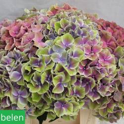 Hortensie lila/grün sweet esperance Bol 20cm 40cm