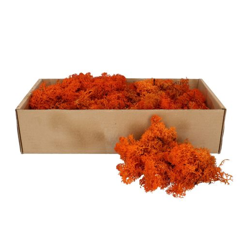 Islandmoos orange 500gr im Karton