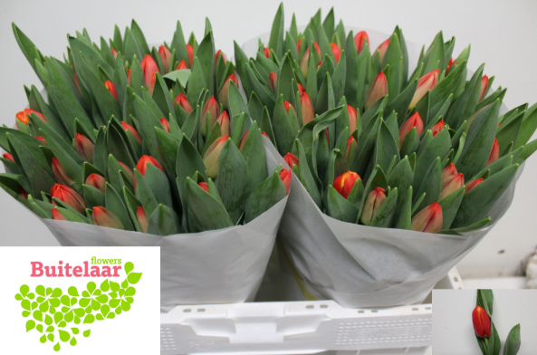 Tulpe dunkel orange Esta bonita 40 Gramm