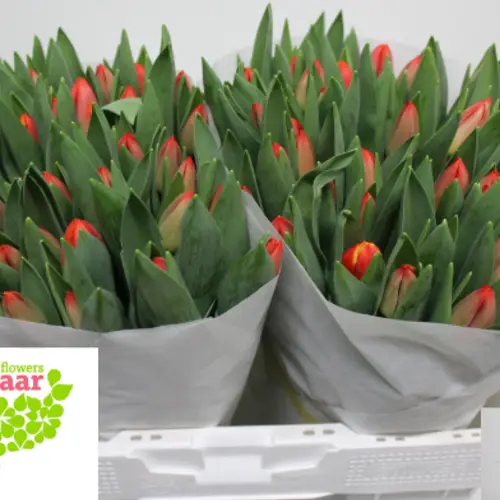 Tulpe dunkel orange Esta bonita 40 Gramm