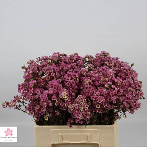 Wachsflower rosa Adi 20 Gramm 60cm