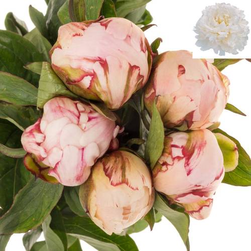 Pfingstrose rosa hell Amalia Olson 50cm