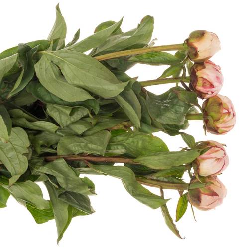Pfingstrose rosa hell Amalia Olson 50cm