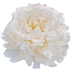 Pfingstrose rosa hell Amalia Olson 50cm