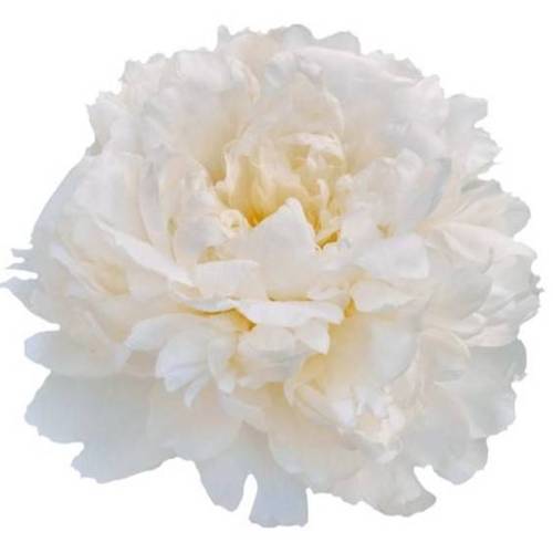 Pfingstrose rosa hell Amalia Olson 50cm