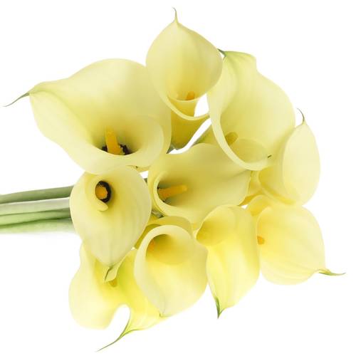 Calla creme Snowstar 80cm