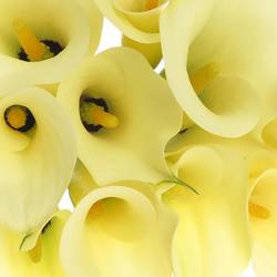 Calla creme Snowstar 80cm