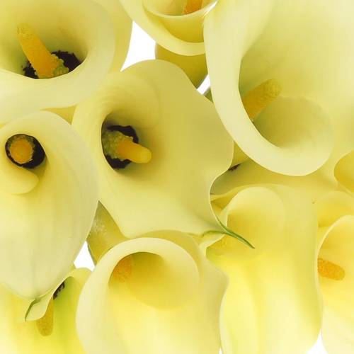 Calla creme Snowstar 80cm