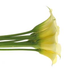 Calla creme Snowstar 80cm