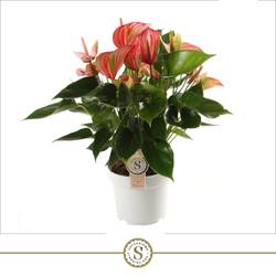 Anthurium rot Livium T17 H055