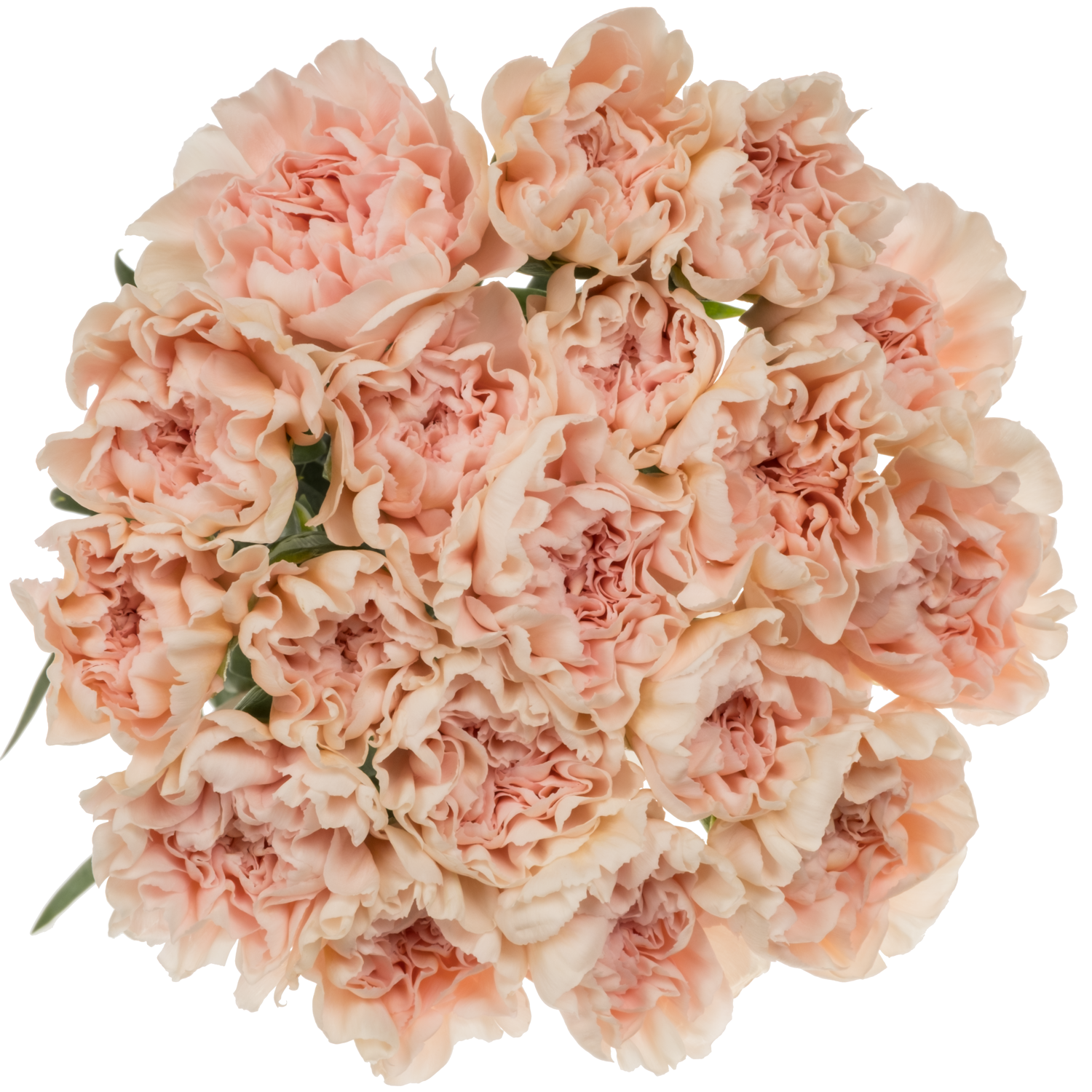 Nelke apricot Maruchi 60cm duftend