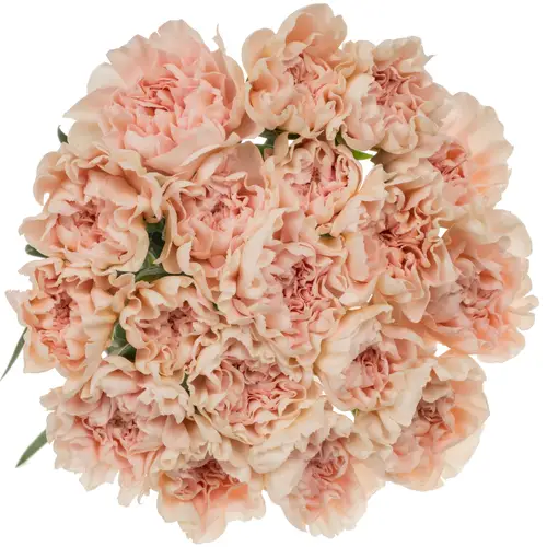 Nelke apricot Maruchi 60cm duftend