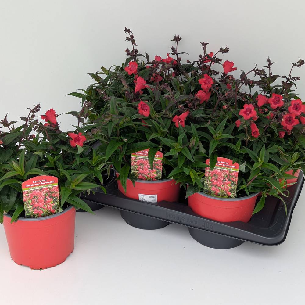 Penstemon rot Hertwegii T17 H040