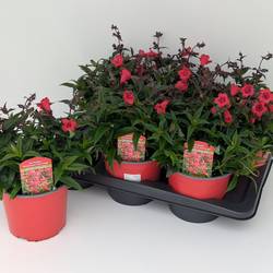 Penstemon rot Hertwegii T17 H040