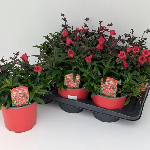 Penstemon rot Hertwegii T17 H040