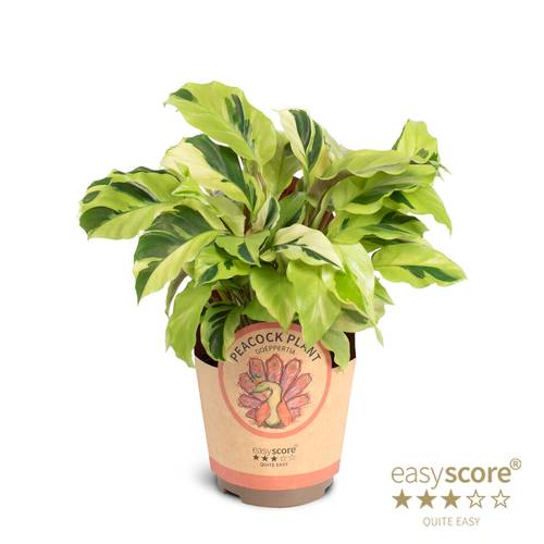 Calathea Species Burle Marxi T11 H025