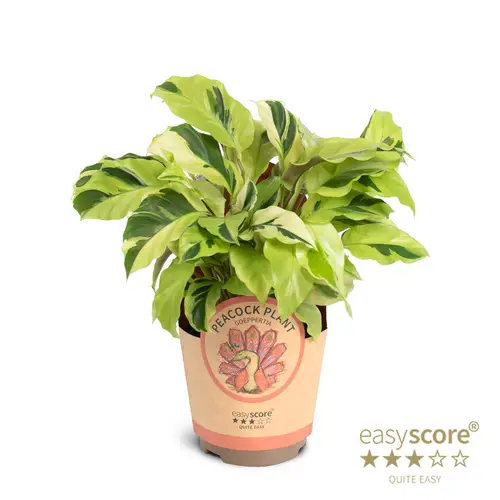 Calathea Species Burle Marxi T11 H025