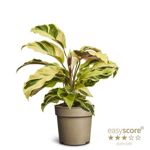 Calathea Species Burle Marxi T11 H025
