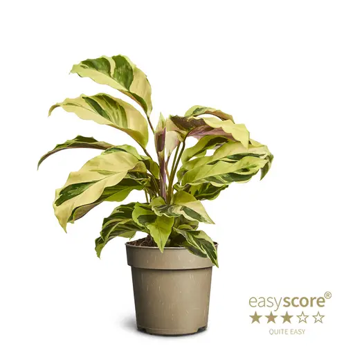 Calathea Species Burle Marxi T11 H025