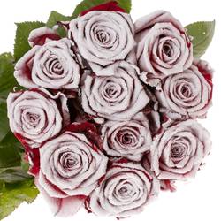 Rose rot/weiss Frost Red Naomi 60cm