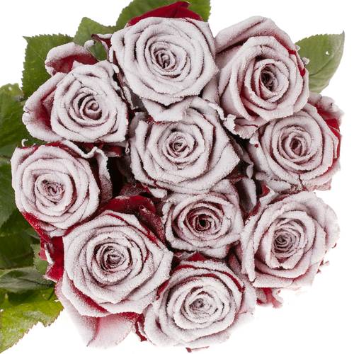 Rose rot/weiss Frost Red Naomi 60cm