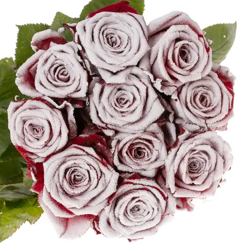 Rose rot/weiss Frost Red Naomi 60cm