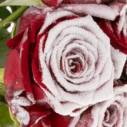 Rose rot/weiss Frost Red Naomi 60cm