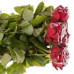 Rose rot/weiss Frost Red Naomi 60cm