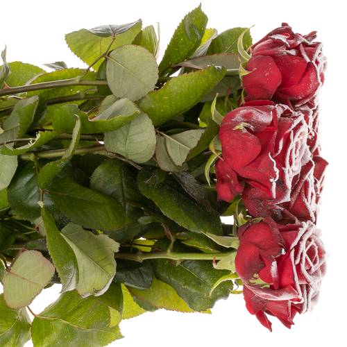 Rose rot/weiss Frost Red Naomi 60cm