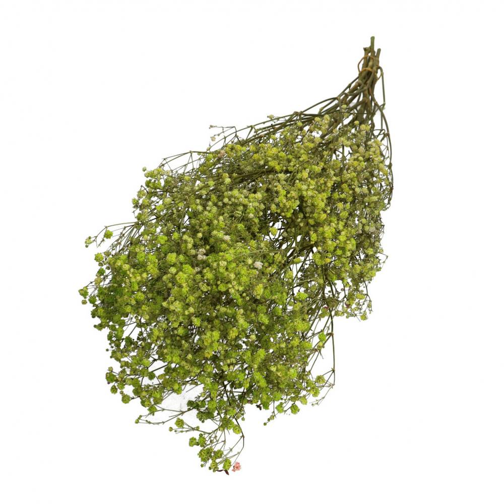 Trocken Gyps hell grün L70cm 50gr