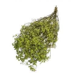 Trocken Gyps hell grün L70cm 50gr