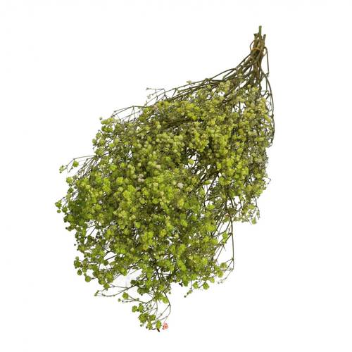Trocken Gyps hell grün L70cm 50gr